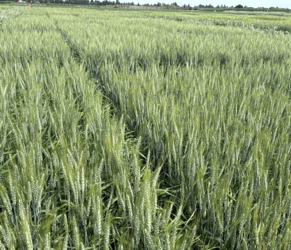 WFP-UCD-wheat-field